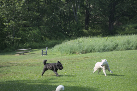 20250620_Dog park__DSC0869_.jpg