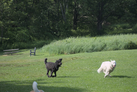 20250620_Dog park__DSC0870_.jpg