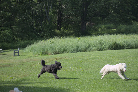 20250620_Dog park__DSC0871_.jpg