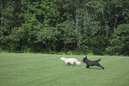 20250620_Dog park__DSC0872_.jpg