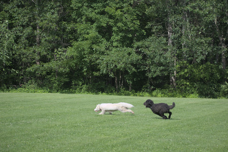 20250620_Dog park__DSC0873_.jpg