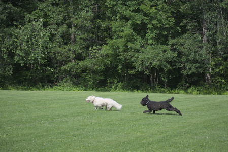 20250620_Dog park__DSC0874_.jpg
