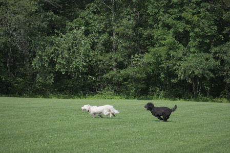 20250620_Dog park__DSC0875_.jpg