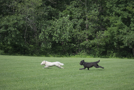 20250620_Dog park__DSC0876_.jpg