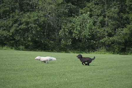 20250620_Dog park__DSC0877_.jpg