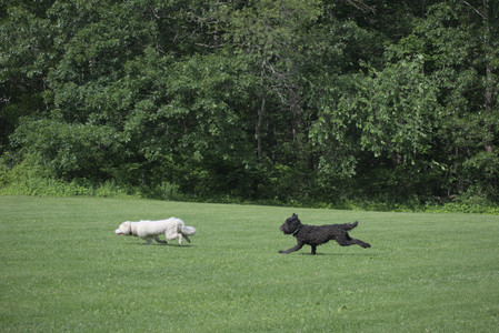 20250620_Dog park__DSC0878_.jpg