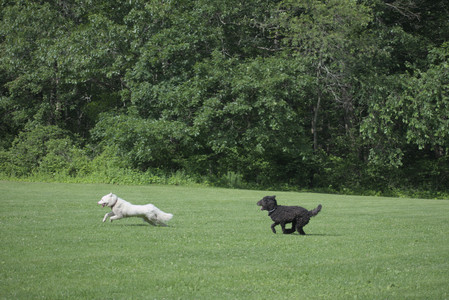 20250620_Dog park__DSC0879_.jpg
