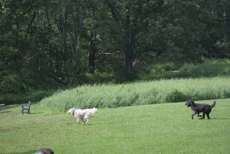 20250620_Dog park__DSC0886_.jpg