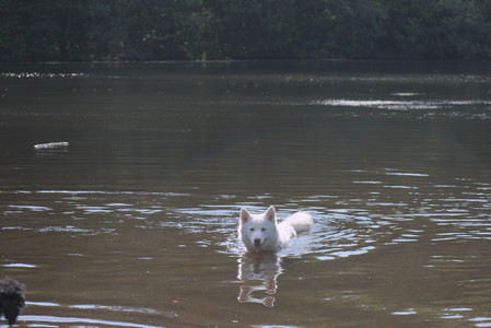 20250620_Dog park__DSC0900_.jpg