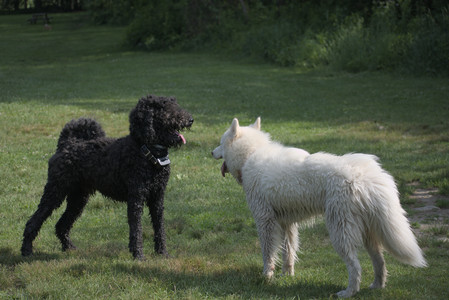 20250620_Dog park__DSC0917_.jpg