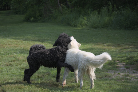 20250620_Dog park__DSC0922_.jpg