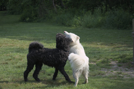 20250620_Dog park__DSC0923_.jpg