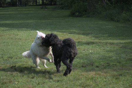 20250620_Dog park__DSC0935_.jpg