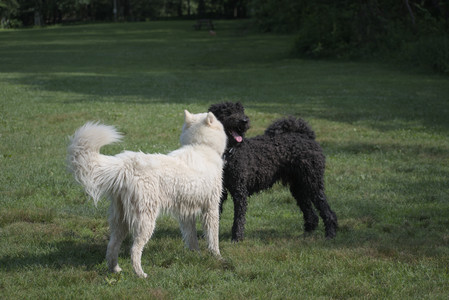 20250620_Dog park__DSC0940_.jpg