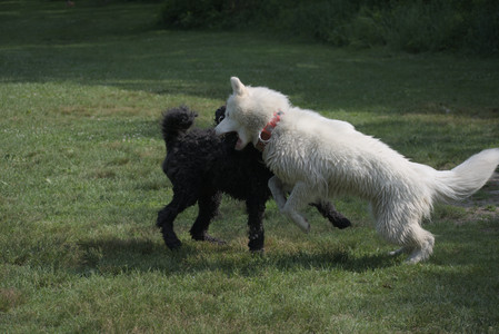 20250620_Dog park__DSC0942_.jpg