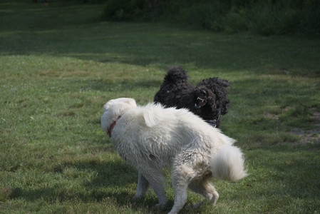 20250620_Dog park__DSC0944_.jpg