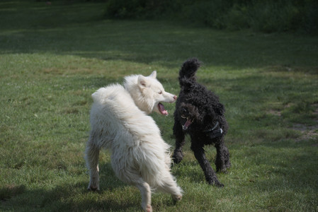 20250620_Dog park__DSC0945_.jpg