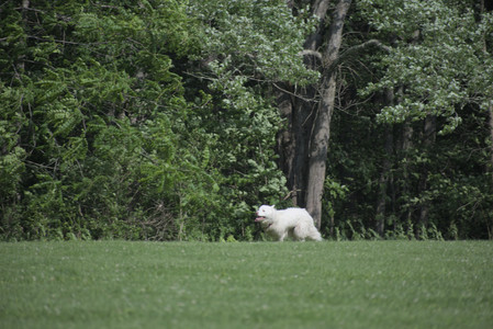 20250620_Dog park__DSC0949_.jpg