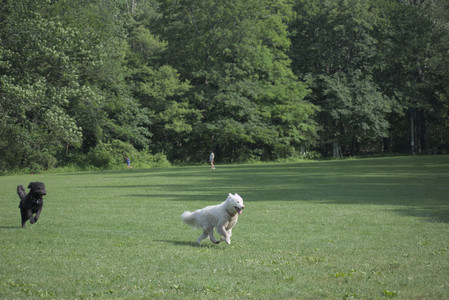 20250620_Dog park__DSC0962_.jpg