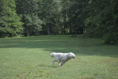 20250620_Dog park__DSC0965_.jpg