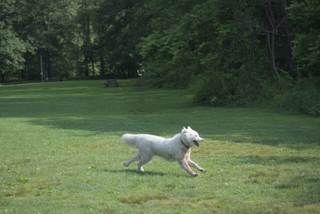 20250620_Dog park__DSC0966_.jpg