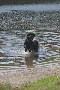 20250620_Dog park__DSC0971_.jpg