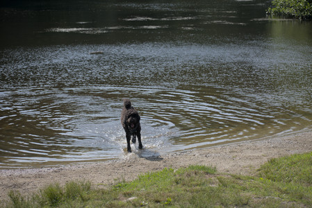 20250620_Dog park__DSC0975_.jpg