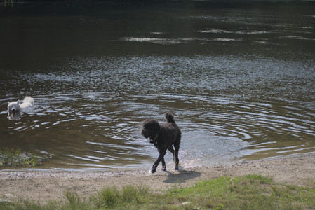 20250620_Dog park__DSC0978_.jpg