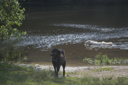 20250620_Dog park__DSC0983_.jpg