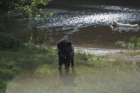 20250620_Dog park__DSC0989_.jpg