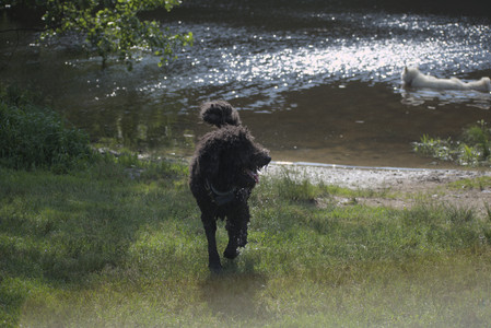 20250620_Dog park__DSC0990_.jpg
