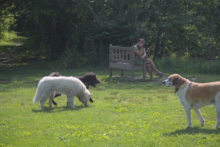 20250620_Dog park__DSC0991_.jpg