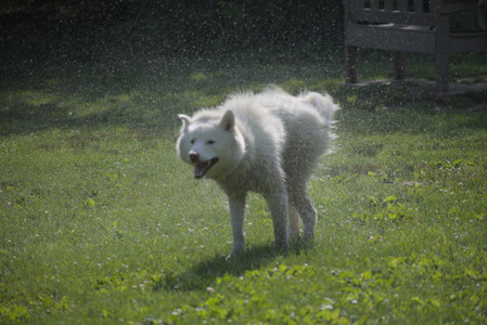 20250620_Dog park__DSC0993_.jpg
