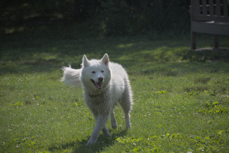20250620_Dog park__DSC0995_.jpg