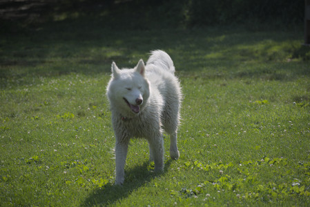 20250620_Dog park__DSC0997_.jpg
