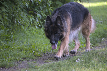 20250621_Dog Park__DSC0018_.jpg