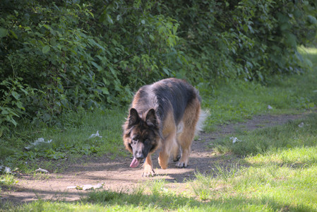 20250621_Dog Park__DSC0021_.jpg