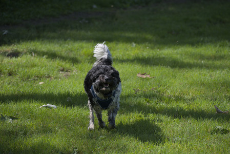 20250621_Dog Park__DSC0026_.jpg