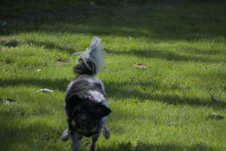 20250621_Dog Park__DSC0027_.jpg