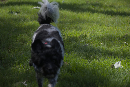 20250621_Dog Park__DSC0028_.jpg