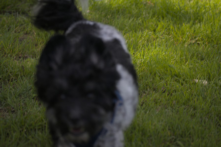 20250621_Dog Park__DSC0029_.jpg