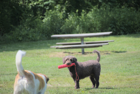 20250621_Dog Park__DSC0030_.jpg
