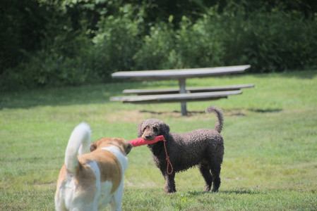 20250621_Dog Park__DSC0031_.jpg