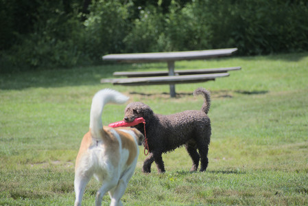 20250621_Dog Park__DSC0032_.jpg
