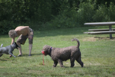 20250621_Dog Park__DSC0033_.jpg