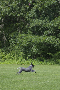 20250621_Dog Park__DSC0039_.jpg