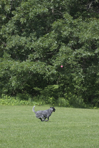 20250621_Dog Park__DSC0040_.jpg