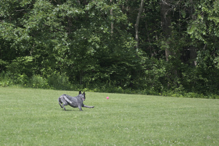 20250621_Dog Park__DSC0041_.jpg