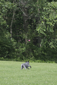 20250621_Dog Park__DSC0042_.jpg