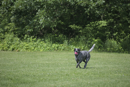 20250621_Dog Park__DSC0044_.jpg